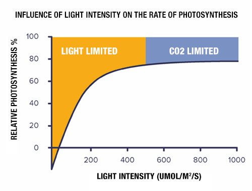 Influence of light intensity ON THE RATE OF PHOTOSYNTHESIS IN CANNABIS