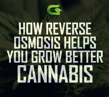 Improve your cannabis quality with Reverse Osmosis Water Treatment
