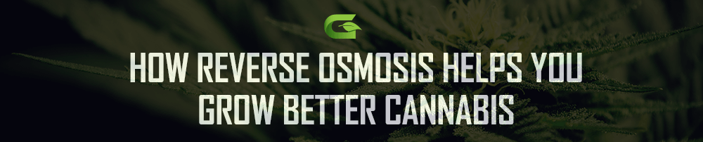 Reverse osmosis helps you grow better cannabis