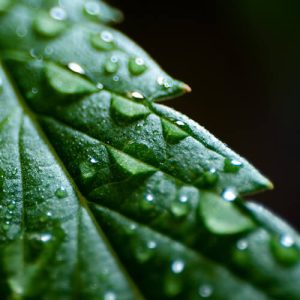 Cannabis leaf with water droplets on it