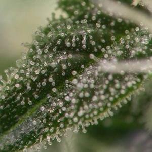 Terpenes on a cannabis plant