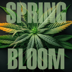 How cannabis cultivators can prepare for spring