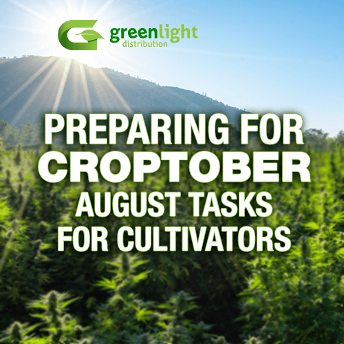 To ensure a bountiful Croptober harvest, here are some important tasks cannabis cultivators should focus on during the month of August.